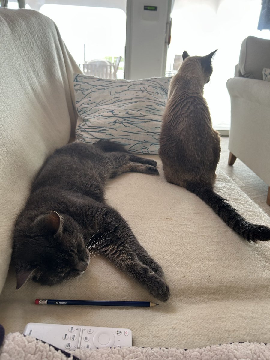 Harriet Cross tweet media