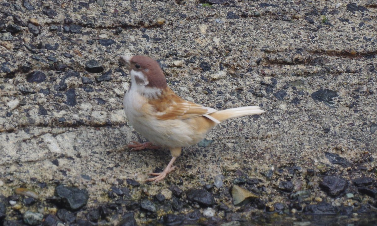 色の薄いすずめを見かけた（東北
