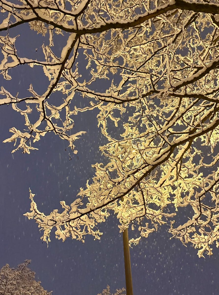 briann402's tweet image. Snow falls softly on a German street—streetlight turns frost to gold, night wrapped in quiet. In stillness, I find life’s poetry: not in chasing, but in seeing. Even the coldest seasons teach us to carry light within.

#WinterInGermany  #StreetLightMagic ✦ #SnowyReflections