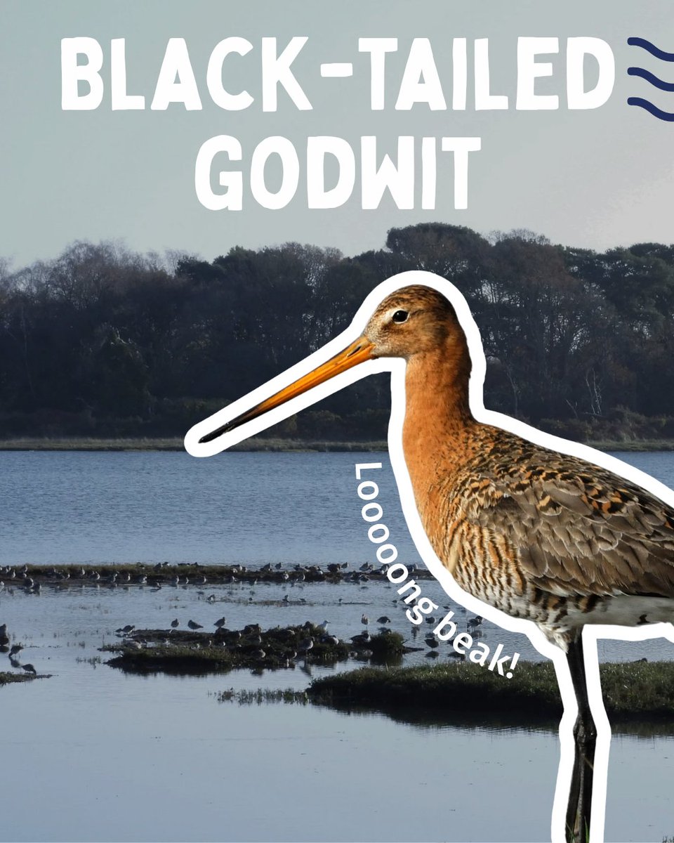 Bird and Recreation Initiative tweet media