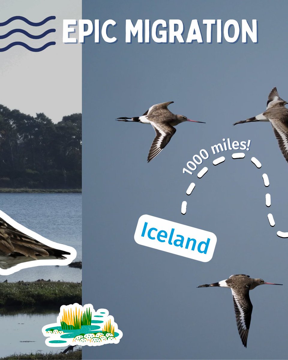 Bird and Recreation Initiative tweet media