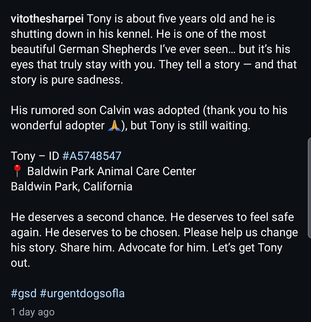 8415_n's tweet photo. TONY #A5748547
5yo.#gsd #GermanShepherd #gsdrescue
Locked up in a concrete kennel for WEEKS in #BaldwinPark due to alleged distemper outbreak, he's starting to give up. He's not sick, just exhausted from isolation.#LA #CA #socal #norcal #pnw
#Foster @ NO cost‼
#adopt anywhere 🇺🇲 https://t.co/9dz1vmmoDi