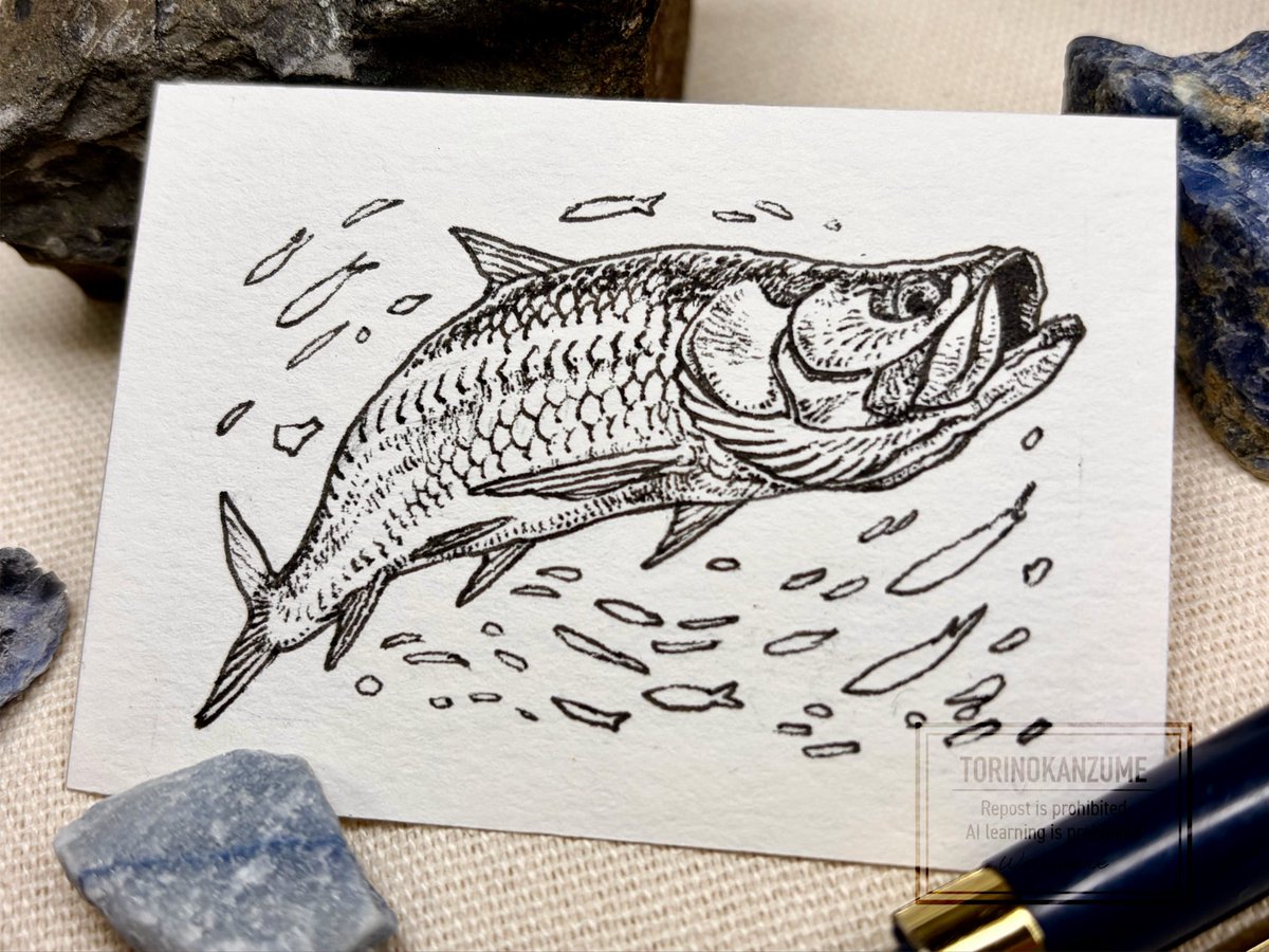 缶古鳥 tweet media