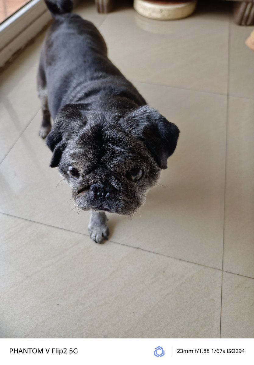 sshubhiggupta's tweet image. My handsome boy meethu, your walk was a swag, I don't know why one has to go, I know that's the ultimate truth but still 🥺🥺#pugs #dogs #DogLovers