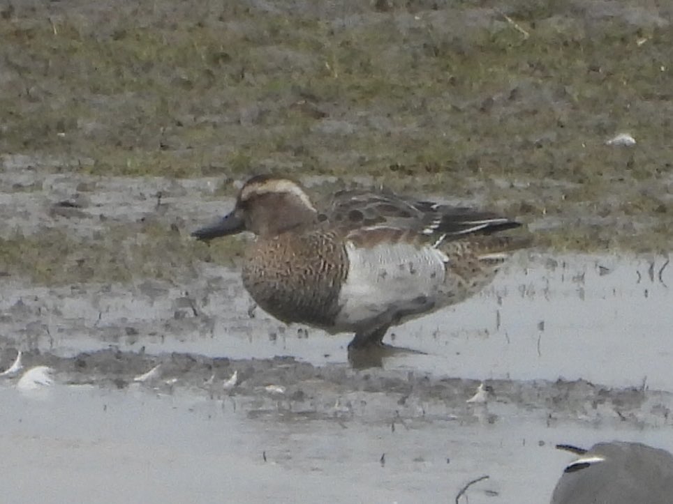 Paul Masters tweet media