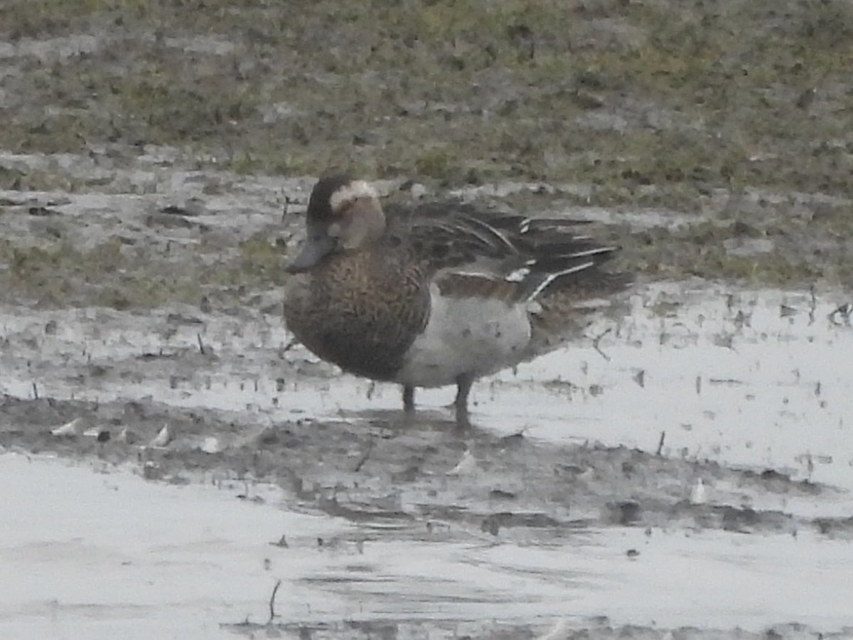 Paul Masters tweet media