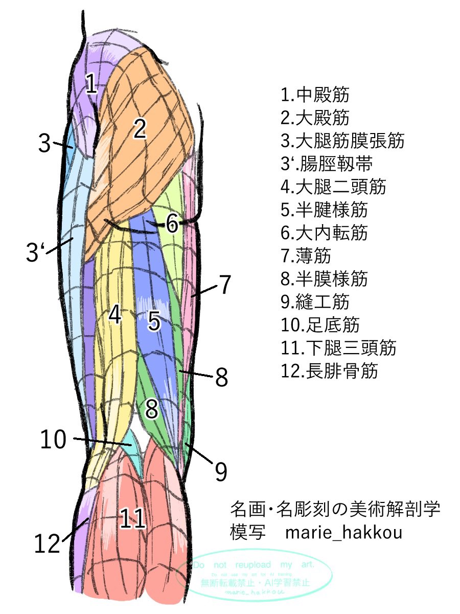 名画・名彫刻の美術解剖学 第1部 基本のトポグラフィー図 P126 直立時