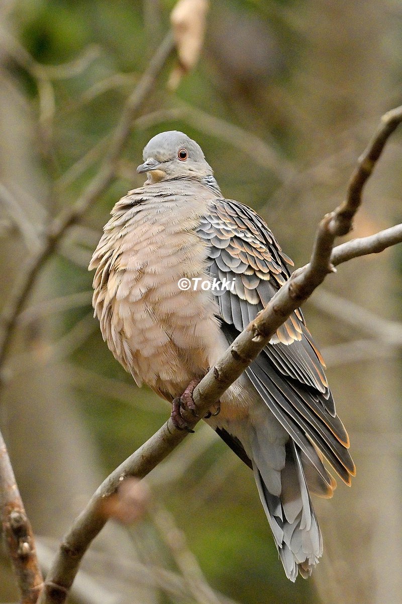 ふくらキジバト。 (2026/2/17神奈川) #キジバト #ハト