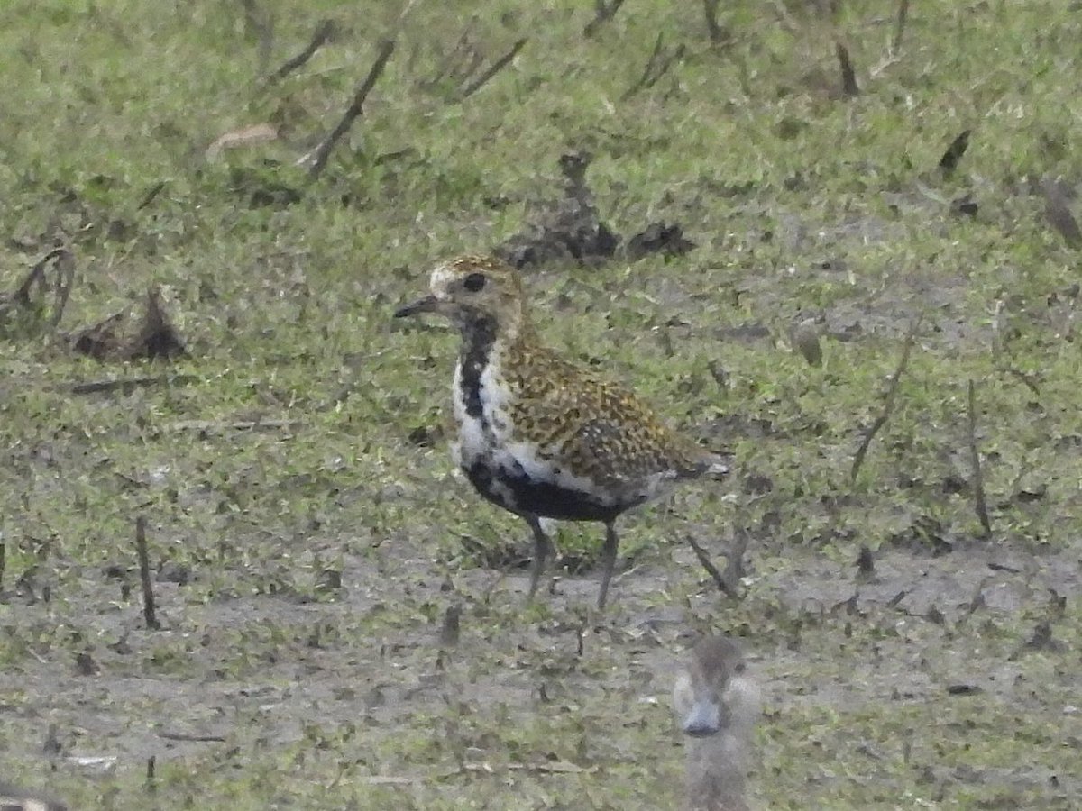 Paul Masters tweet media