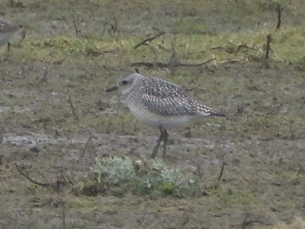 Paul Masters tweet media