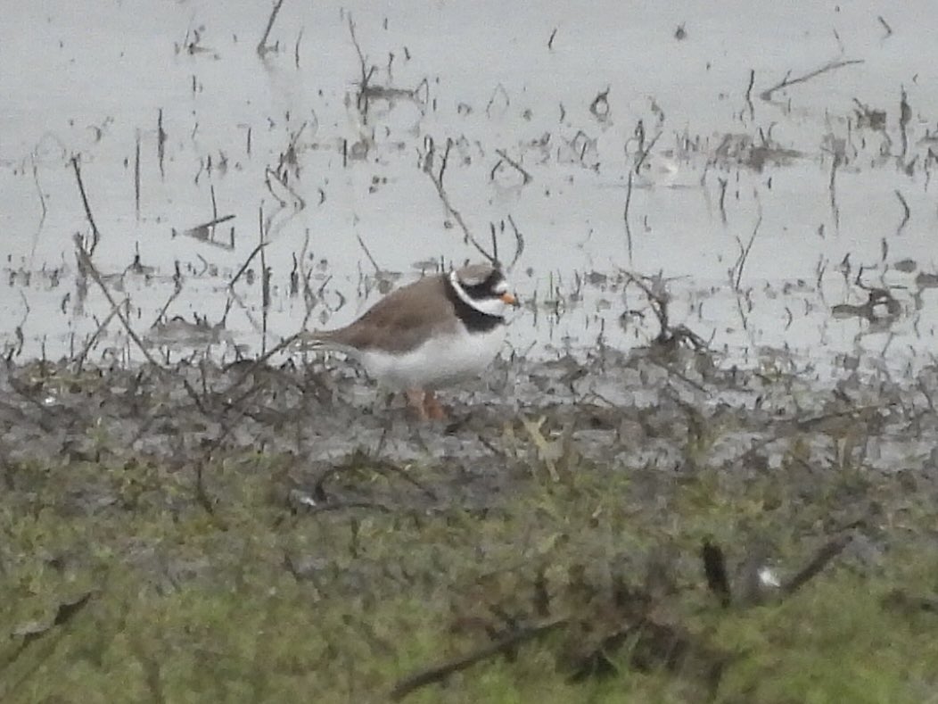 Paul Masters tweet media