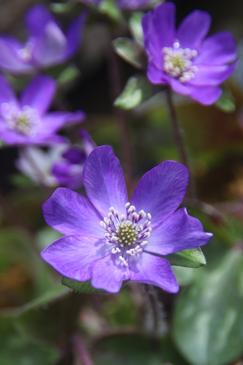 gontanokoneroku's tweet photo. Peace begins with a smile.
Good night,friends. Have sweet dreams 😌
Fri 10:00PM 🇯🇵
#Flowers #Hepatica https://t.co/lV9WIRQScE