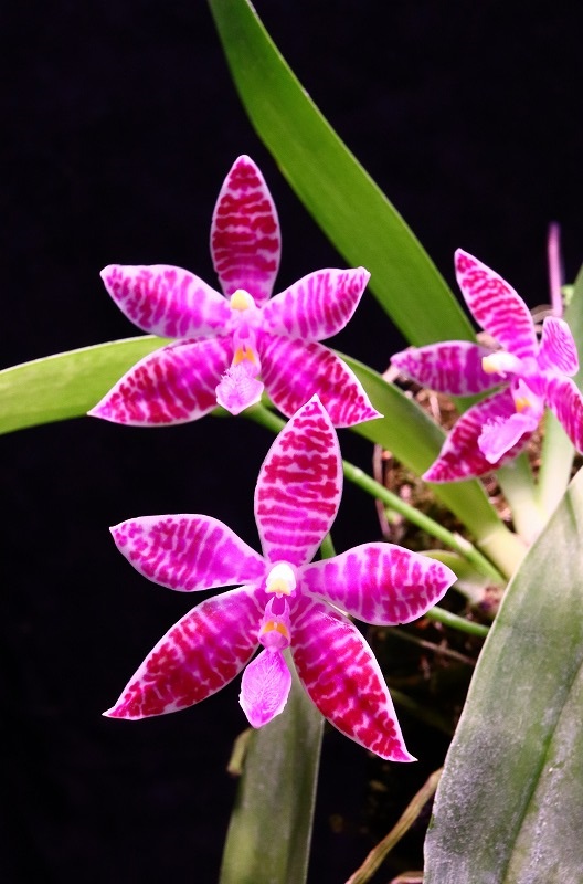 NK】 (@nknk81191345) / Posts / X