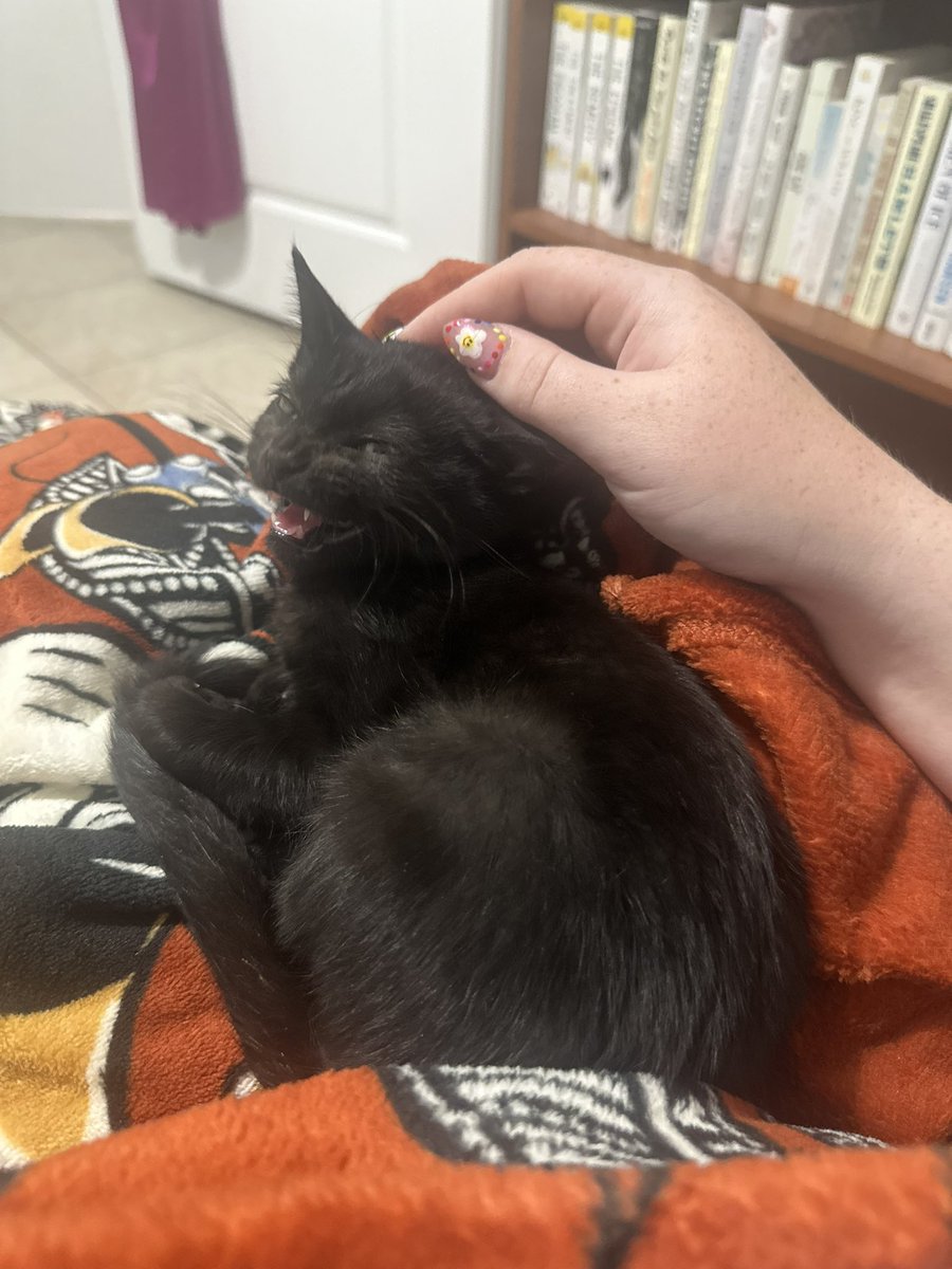 sonya ✨ tweet media