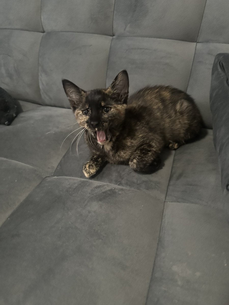 sonya ✨ tweet media