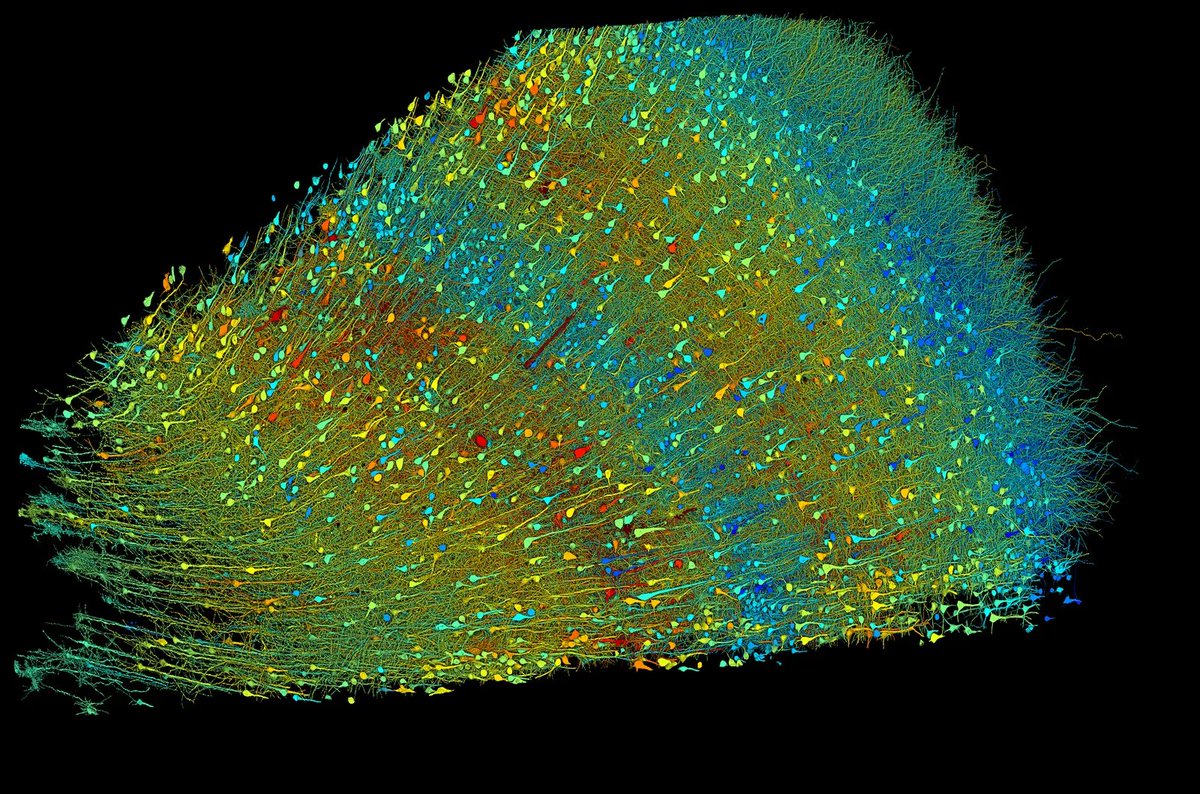 <a href="/wildmindai/">Wildminder</a> About human thoughts:

Scientists mapped 1 mm³ of a human brain, less than a grain of rice, and microscopic cosmos appeared.

The math on this project should mass-humble every AI lab on the planet.

1 cubic millimeter. One-millionth of a human brain. Harvard and Google spent 10