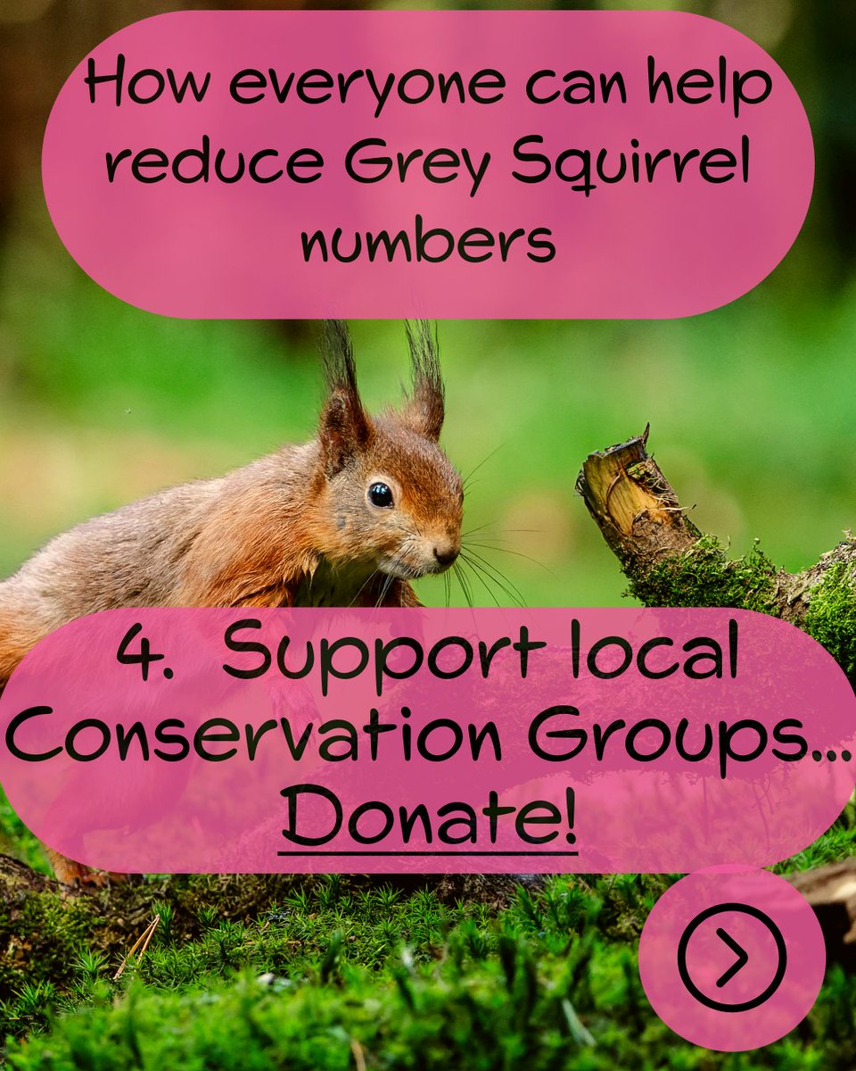 Red Squirrel South-West tweet media