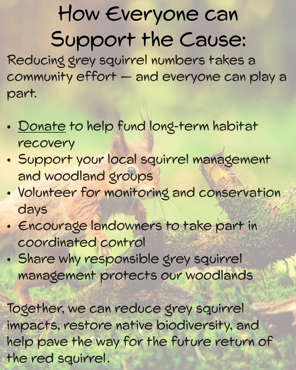 Red Squirrel South-West tweet media