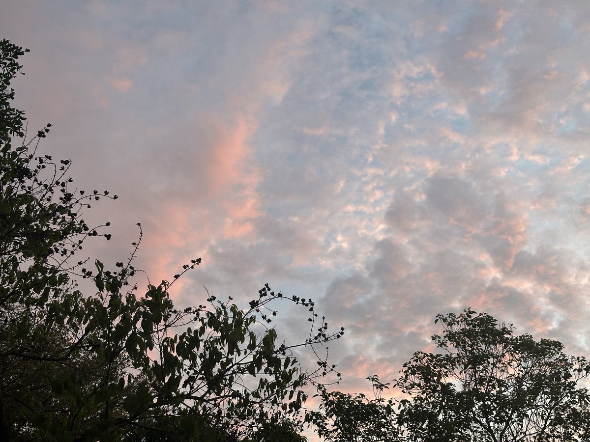 Linnaeus tweet media