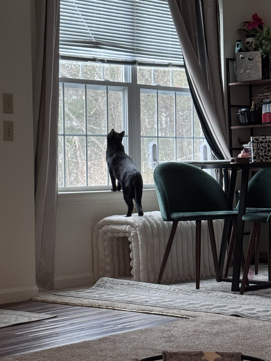 heyhihellojess's tweet photo. Watching my kitten watching it snow is the best part of winter. https://t.co/OfvwOLUYGe