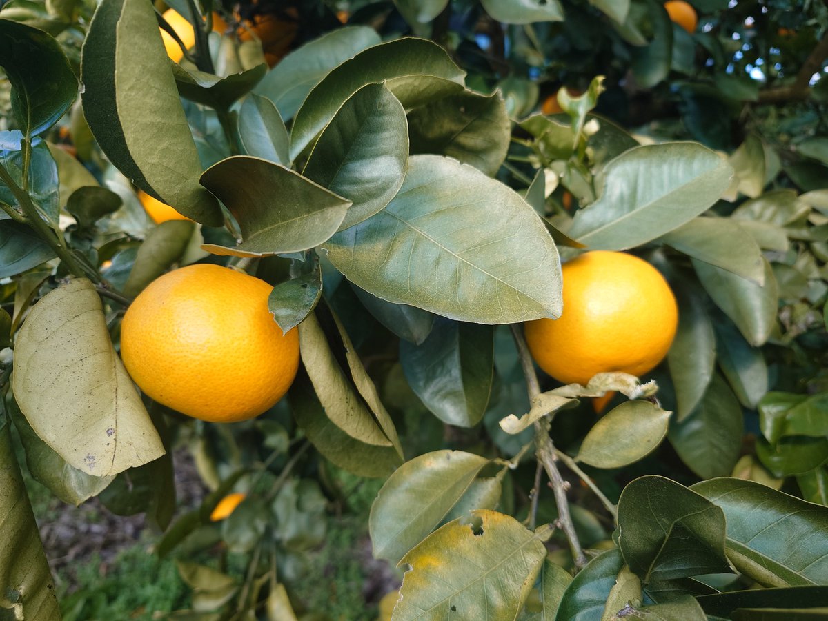 私は柑橘系が大好き❣️ 日本に住んでいた頃は好んで購入していました❣️