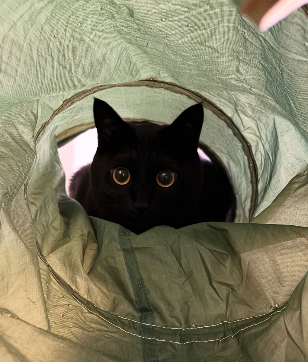 makkurokumaneko's tweet image. RT @uni_kuroneko: 黒猫をのぞく時、黒猫もまたこちらをのぞいているのだ。

#黒猫