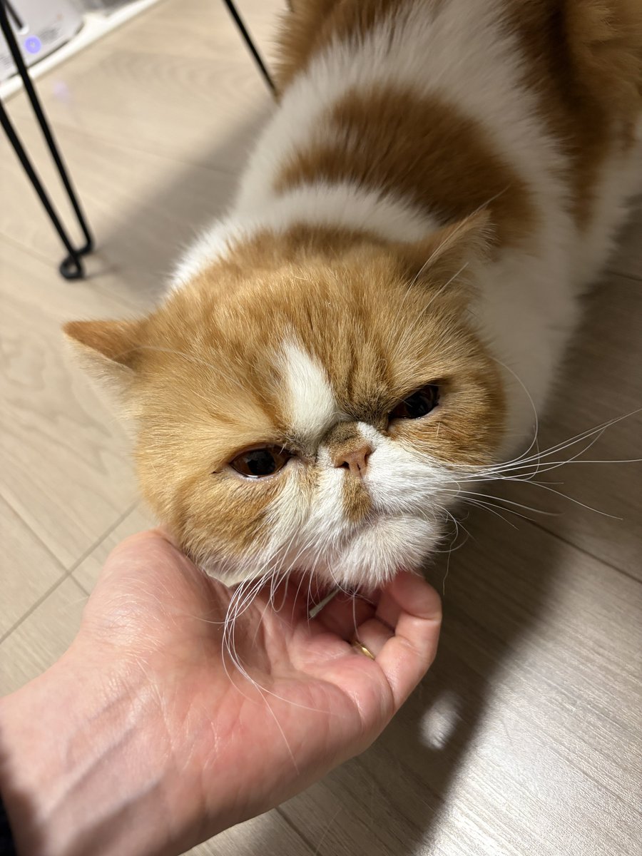 おねむ (@nemu_exotic) / Posts / X