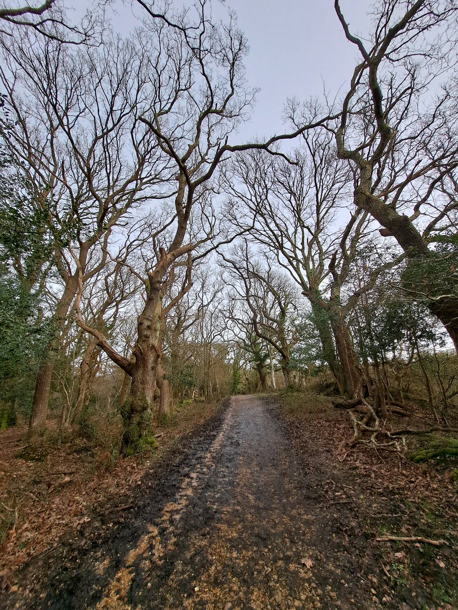 new forest ranger tweet media