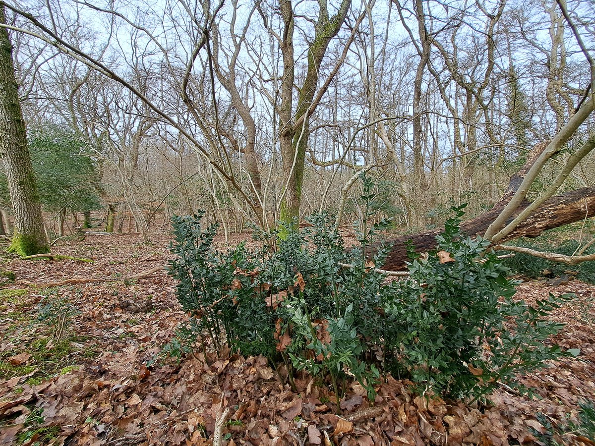 new forest ranger tweet media