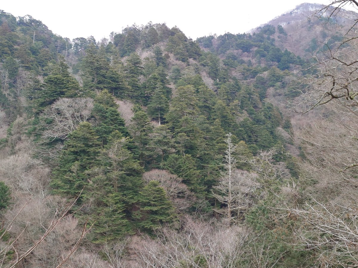 ～景勝50選巡り～ 

41箇所目→丹沢札掛のモミの原生林

神奈川険道70号（裏ヤビツルート）の途中にある景勝地🌳

山の斜面にもっさもさと生えてるモミの木（紅葉シーズンは景色が更に綺麗🍁）

※冬以外はヤマビルに注意…あと🧸もね

 #シャロちゃんの旅
 #かながわの景勝50選