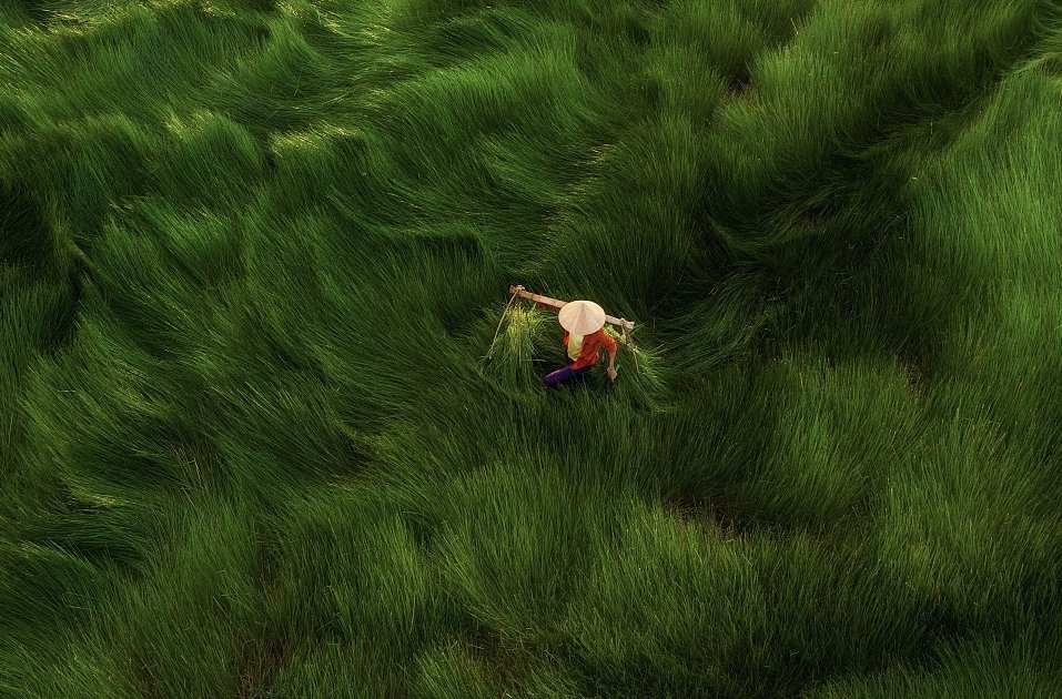 blowing waves of grass