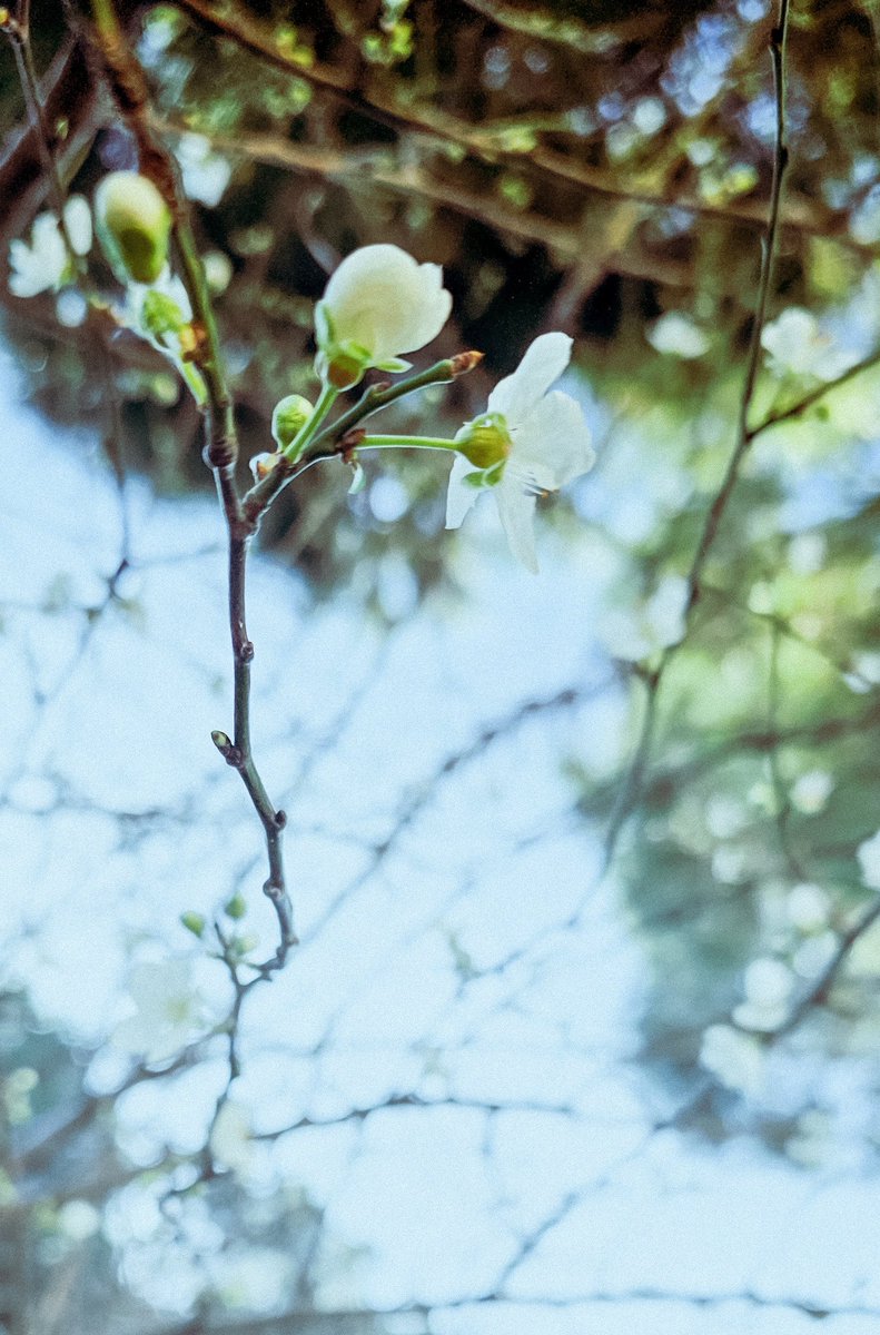 ᴍᴀɴᴏʟʏᴀ tweet media