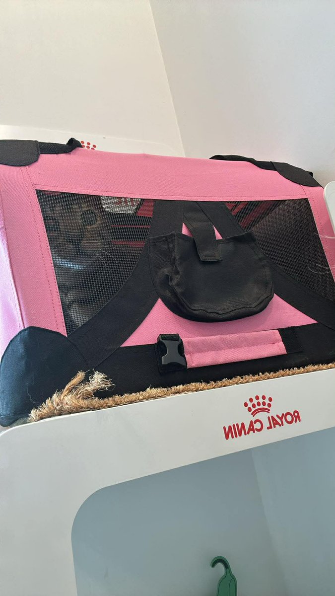 journée véto jpp il me maudit dans sa petite cage rose