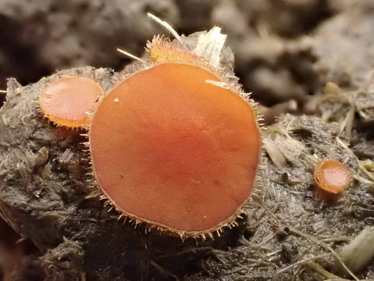 StevePa46290725's tweet image. Probably Cheilymenia fimicola (aka ‘dung eyelash cup’), although there are several similar species. Found in its 100s on weathered dung. Dorset 19/2/26 #fungi #fungiFriday