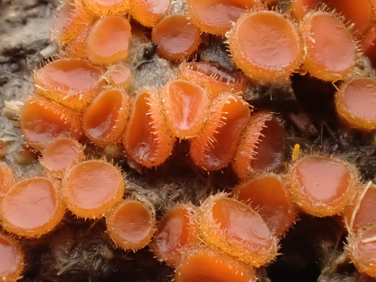 StevePa46290725's tweet image. Probably Cheilymenia fimicola (aka ‘dung eyelash cup’), although there are several similar species. Found in its 100s on weathered dung. Dorset 19/2/26 #fungi #fungiFriday