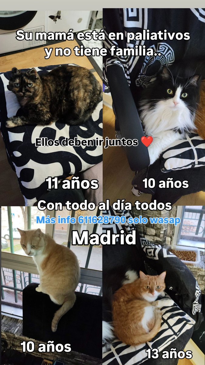 Ayuda a animales tweet media