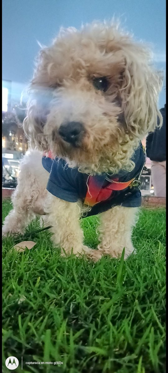 RominaRobrero's tweet photo. 5 meses y todavía me pasa q me levanto y te sigo llamando sin querer, cómo cuesta no tenerte a mi lado, como hago para superar  18 años y seis meses de compañía incondicional...
Cuánto te extraño Luka!! 
💔❤️‍🩹 https://t.co/OscwwyZPC8