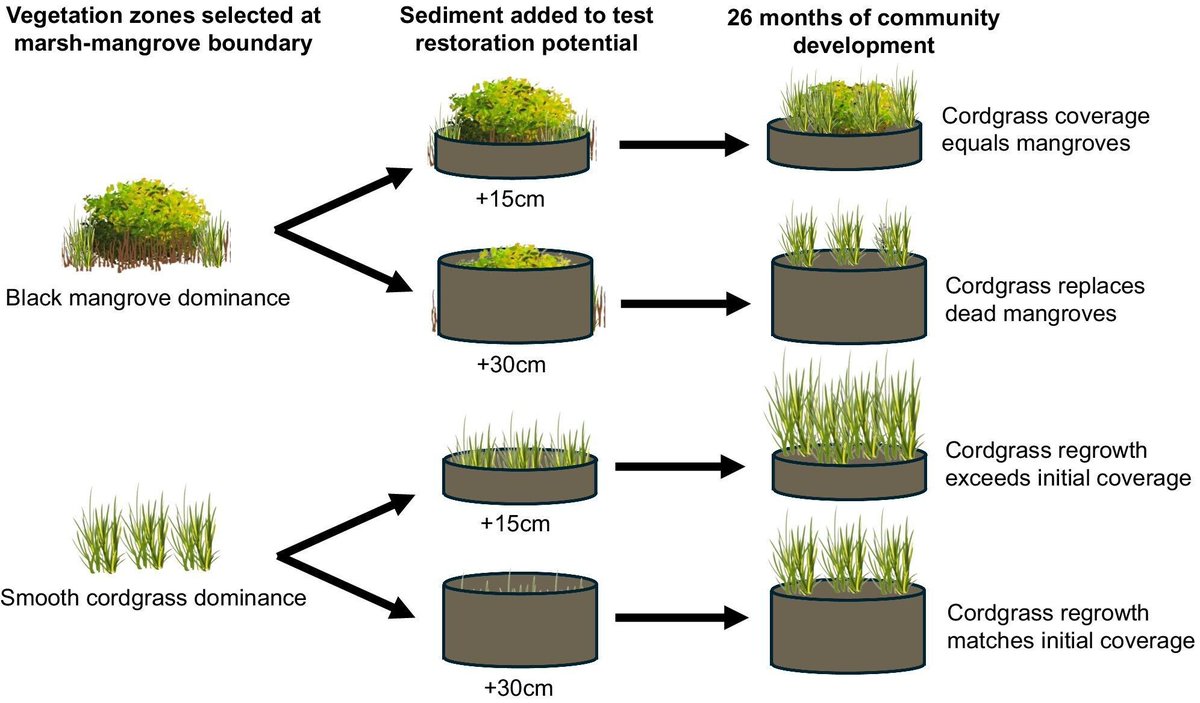 📖 New paper!

Sediment addition at the saltmarsh–mangrove ecotone shifts species dominance with implications for restoration 🌊🌴

Emerging ecological communities may tolerate and benefit from restoration similar to better studied temperate systems 👇️

buff.ly/IttxuUK