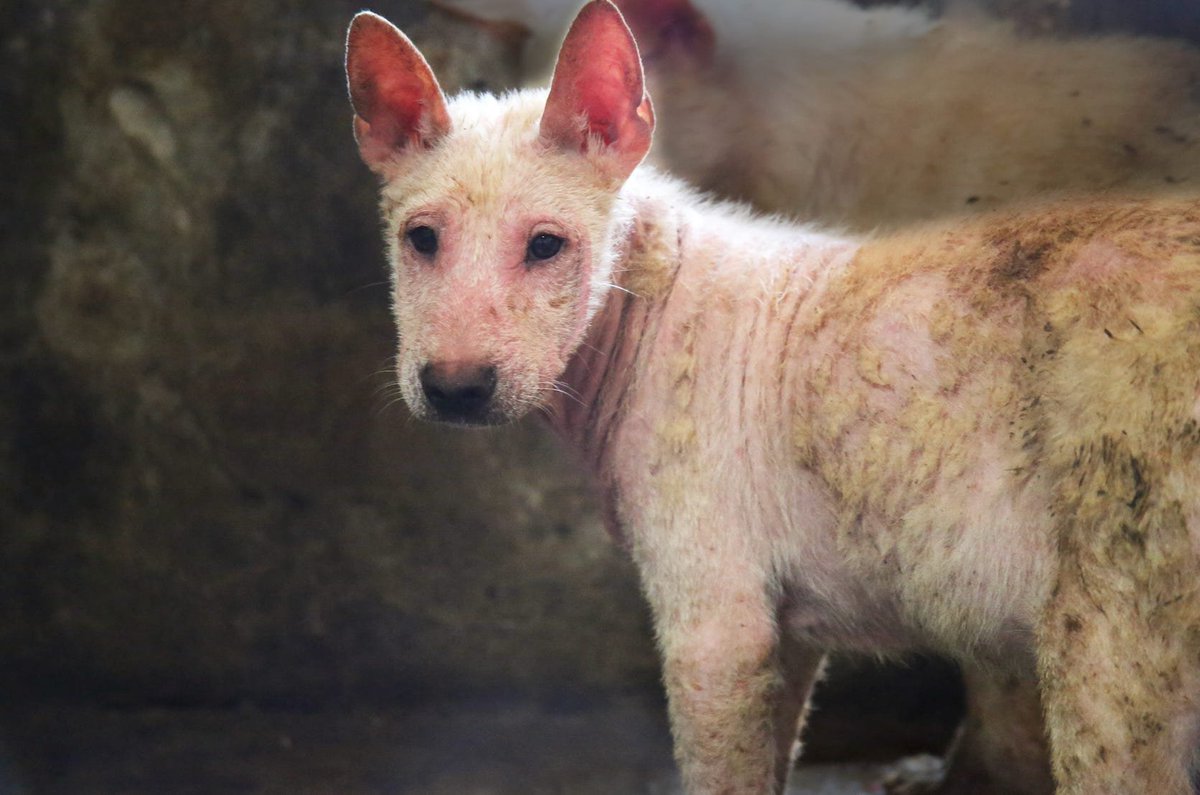 Wayne Hsiung tweet media