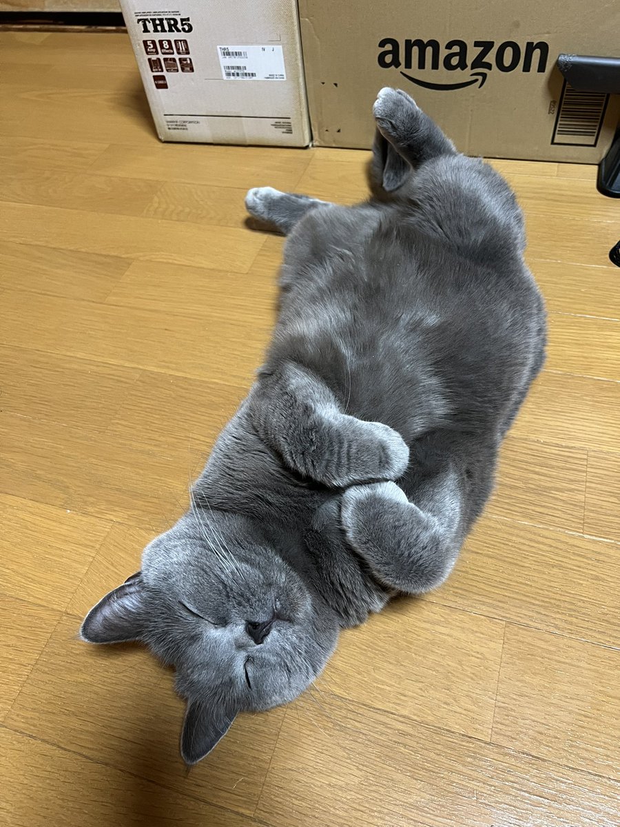 今年も出ました❗️春の訪れを告げる「腹一番」‼️ 明日から暖かくなるに違いない🤗✨