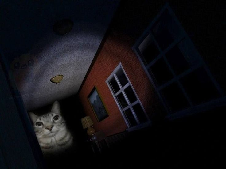 Cat Posted (@catposted) on Twitter photo 