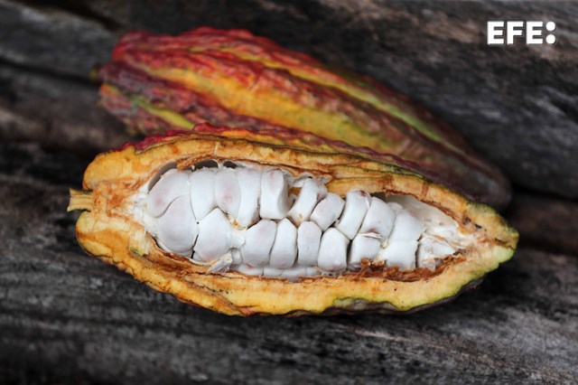 EFEnoticias's tweet image. El precio del cacao cae un 41 % en lo que va de 2026 y ya cuesta 6 veces menos que en 2024.

efe.com/economia/preci…