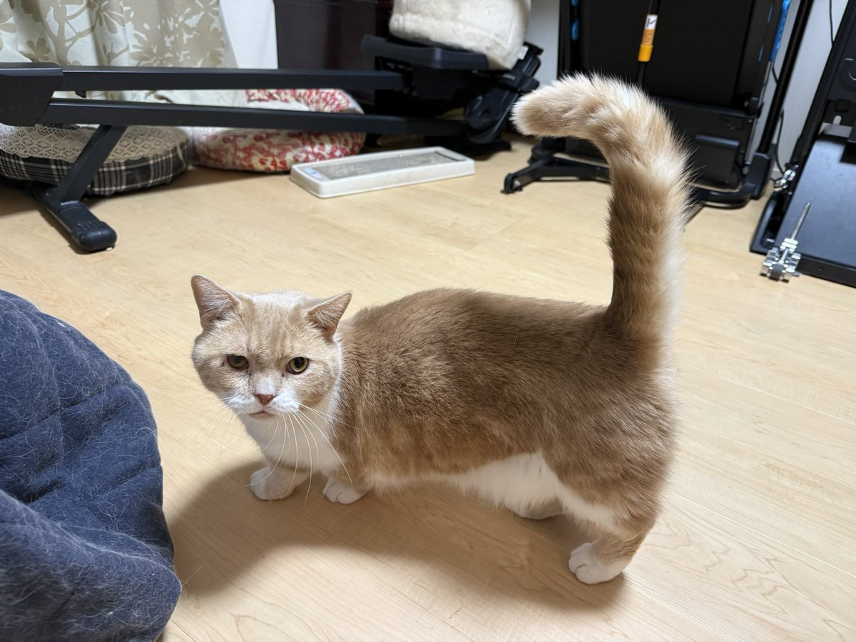 うちの自慢の保護ニャンたち