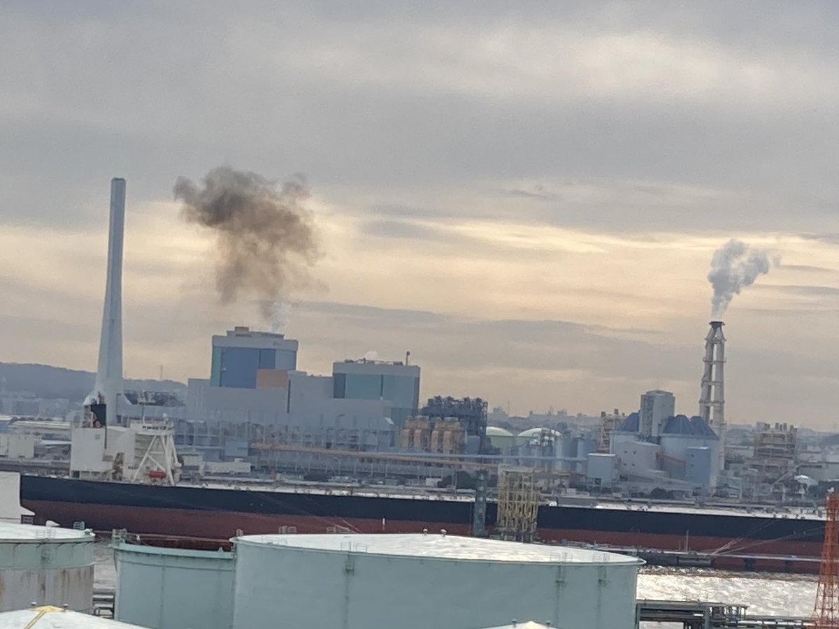 luteymd's tweet photo. 今日の散歩の成果🚶‍♀️

元気が出る根性水仙💪
横浜港の船上上空を舞うゴリラ(？)
食べたいけど収獲不可のそこらの草(ふきのとう)
#三渓園 https://t.co/jiAjzl1Kbt