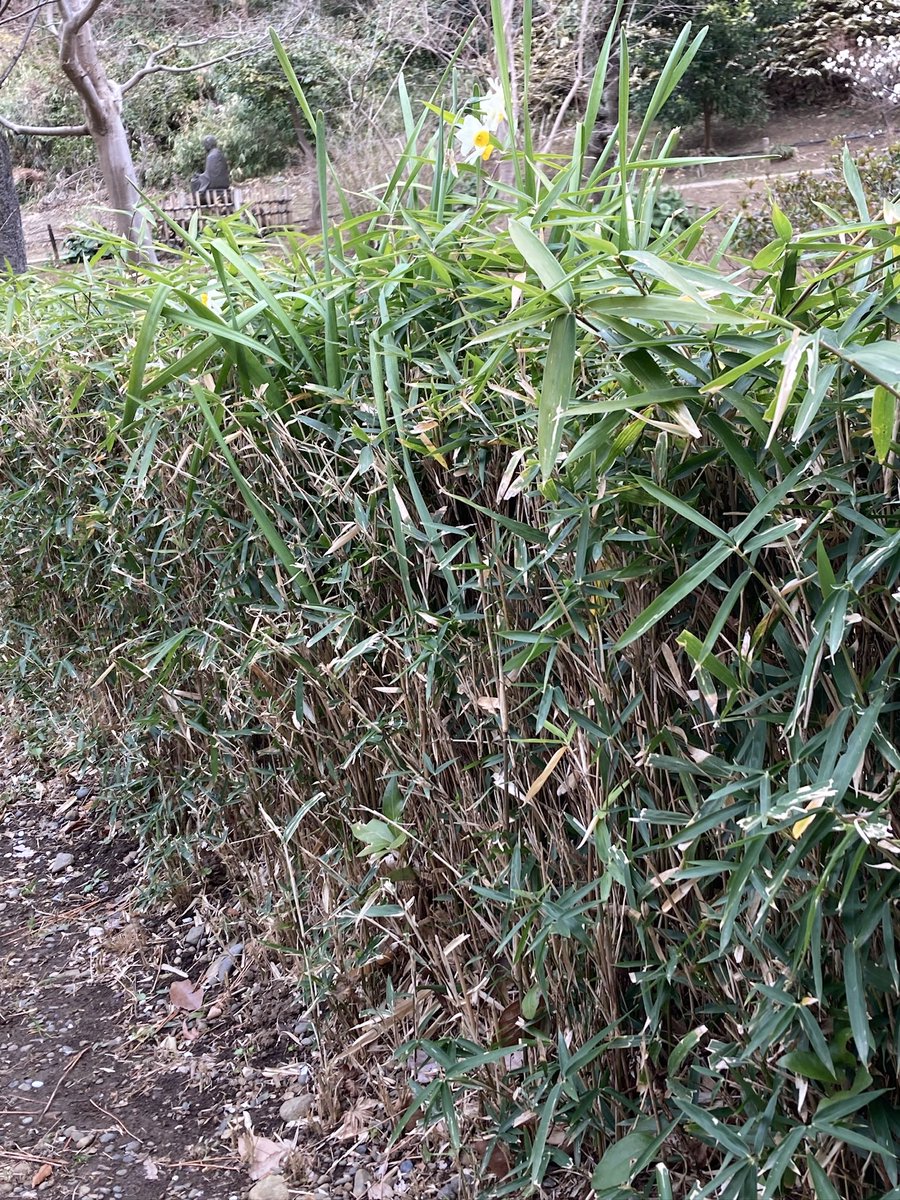 luteymd's tweet photo. 今日の散歩の成果🚶‍♀️

元気が出る根性水仙💪
横浜港の船上上空を舞うゴリラ(？)
食べたいけど収獲不可のそこらの草(ふきのとう)
#三渓園 https://t.co/jiAjzl1Kbt