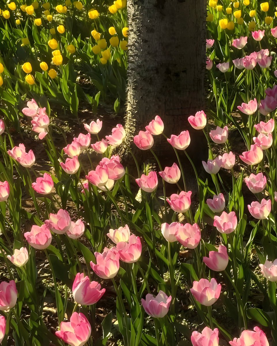 gardenofcolours's tweet image. tulips 🌷