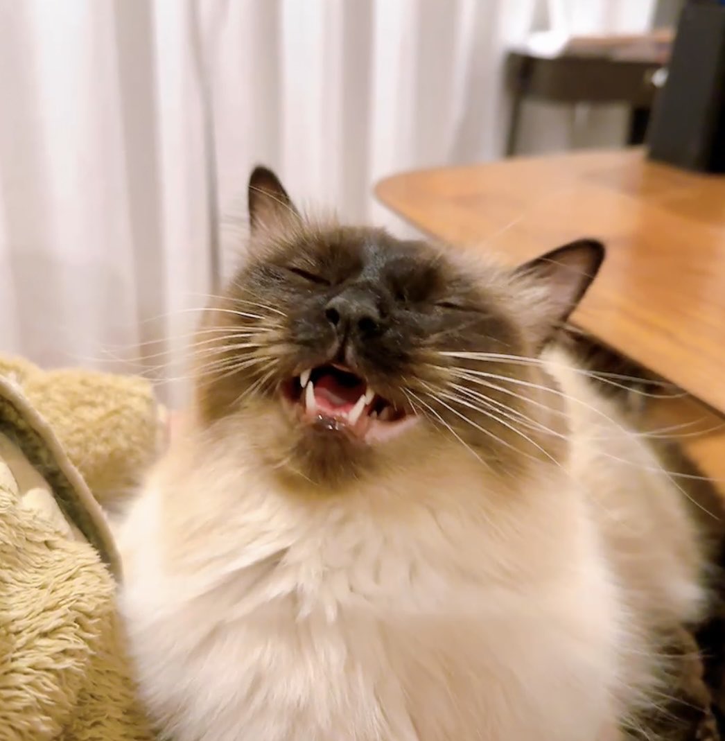 ニャーーーーーーーン！！