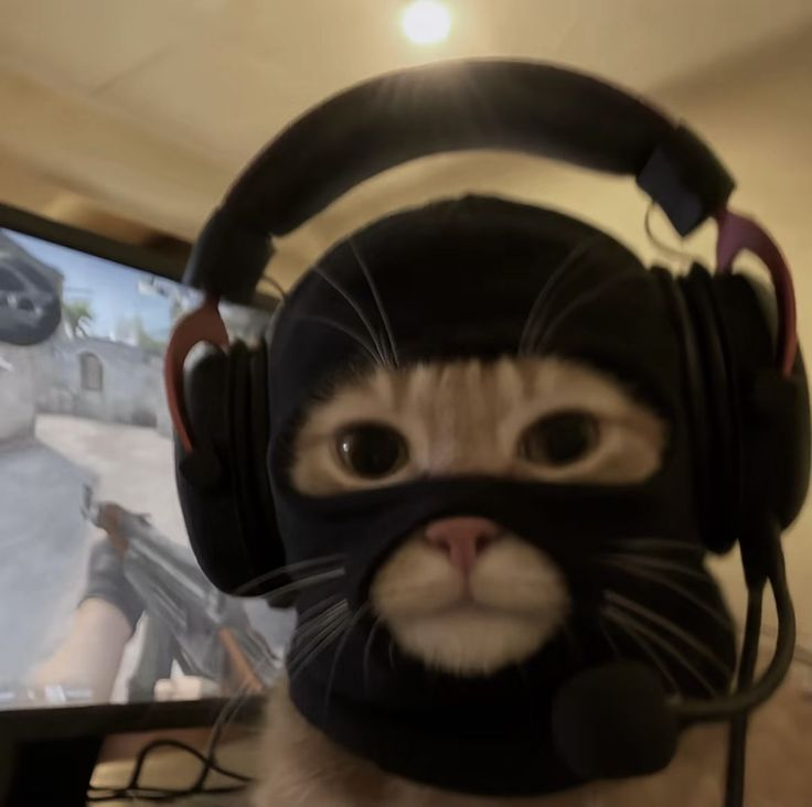 Cat Posted (@catposted) on Twitter photo 