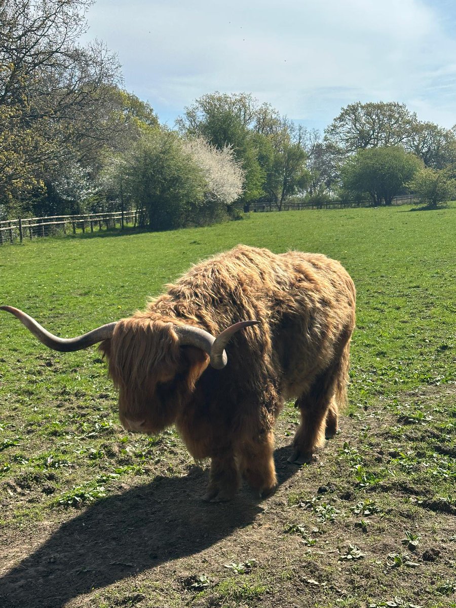 Half-term fun with Fostering Together at the Christmas Tree Farm! 🐄🦆🐑🐇

It was great for all our children to come together and enjoy a lovely day out with their carers.

#FosteringTogetherBexley #HalfTermFun #MakingMemories #FosteringCommunity #FosterWithBexley