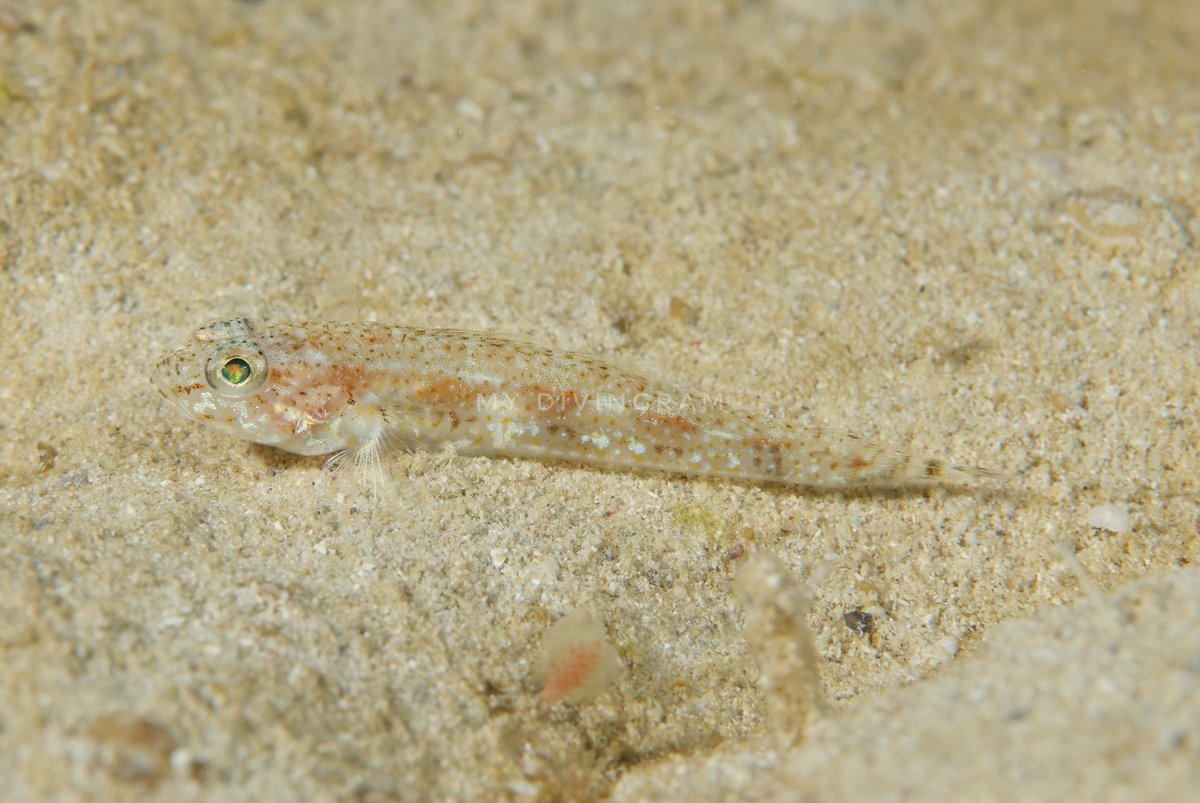 もも (@Favonigobius) / Posts / X